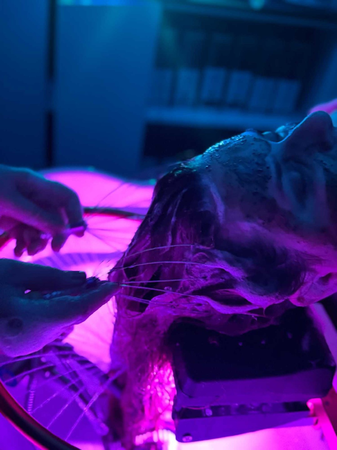 Lovely Em salon & head spa #sarajevo Njega i ojačavanje kose Head spa - Lovely Relax